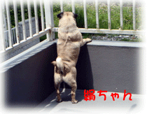 b0078030_125423.gif