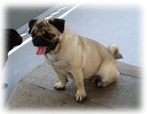 b0078030_131430.gif