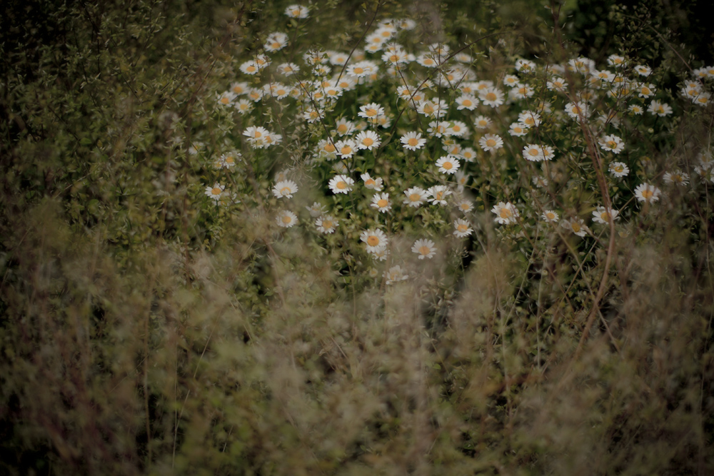 d0004832_843462.jpg