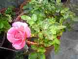 b0090243_13244739.jpg