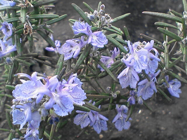 e0143347_16222044.jpg