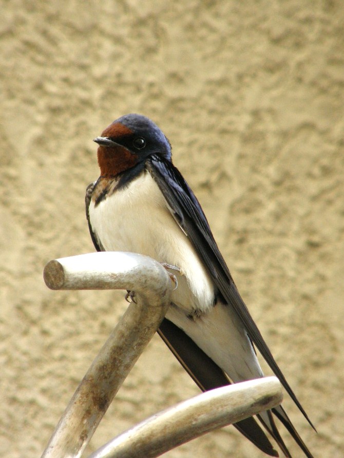 e0064158_1282529.jpg