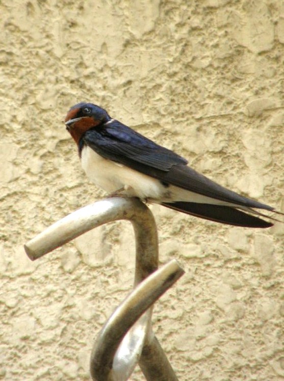 e0064158_1284295.jpg