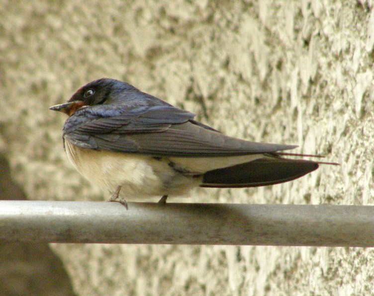 e0064158_12936100.jpg