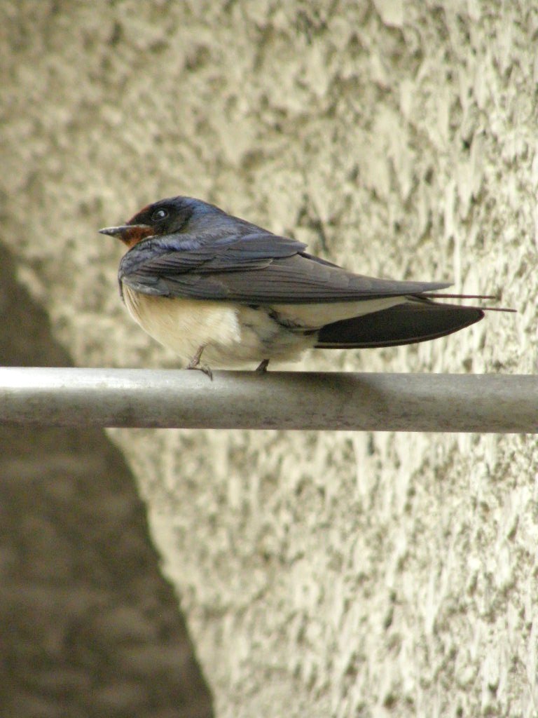e0064158_1294958.jpg