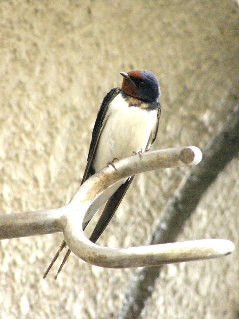 e0064158_1301648.jpg