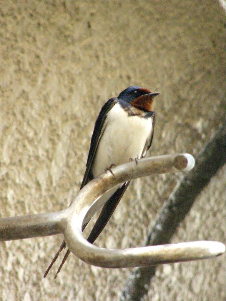 e0064158_1303018.jpg
