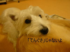 f0118263_0323086.jpg