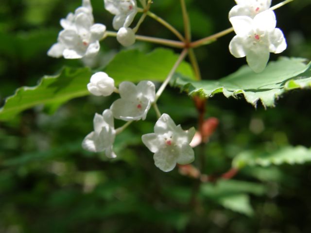 c0042869_1951187.jpg