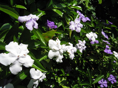 c0132387_0483383.jpg