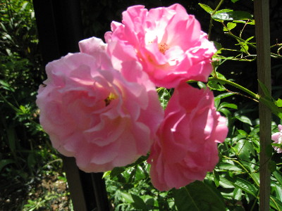 c0132387_05343.jpg