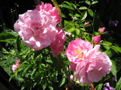 c0132387_0545973.jpg