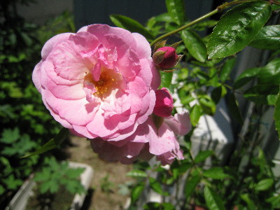 c0132387_056364.jpg