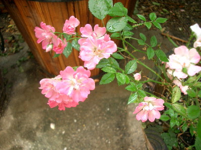 c0132387_0583899.jpg