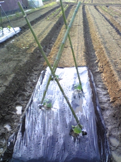 c0109891_17564927.jpg