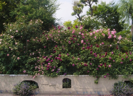 f0065604_19541817.jpg