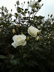 f0127408_21433516.jpg