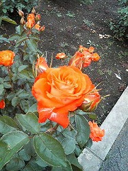 f0127408_21464271.jpg
