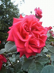 f0127408_214798.jpg