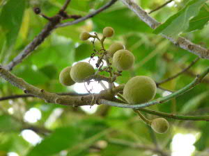 c0127909_1232678.jpg