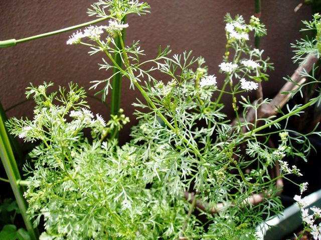 a0000014_13182510.jpg