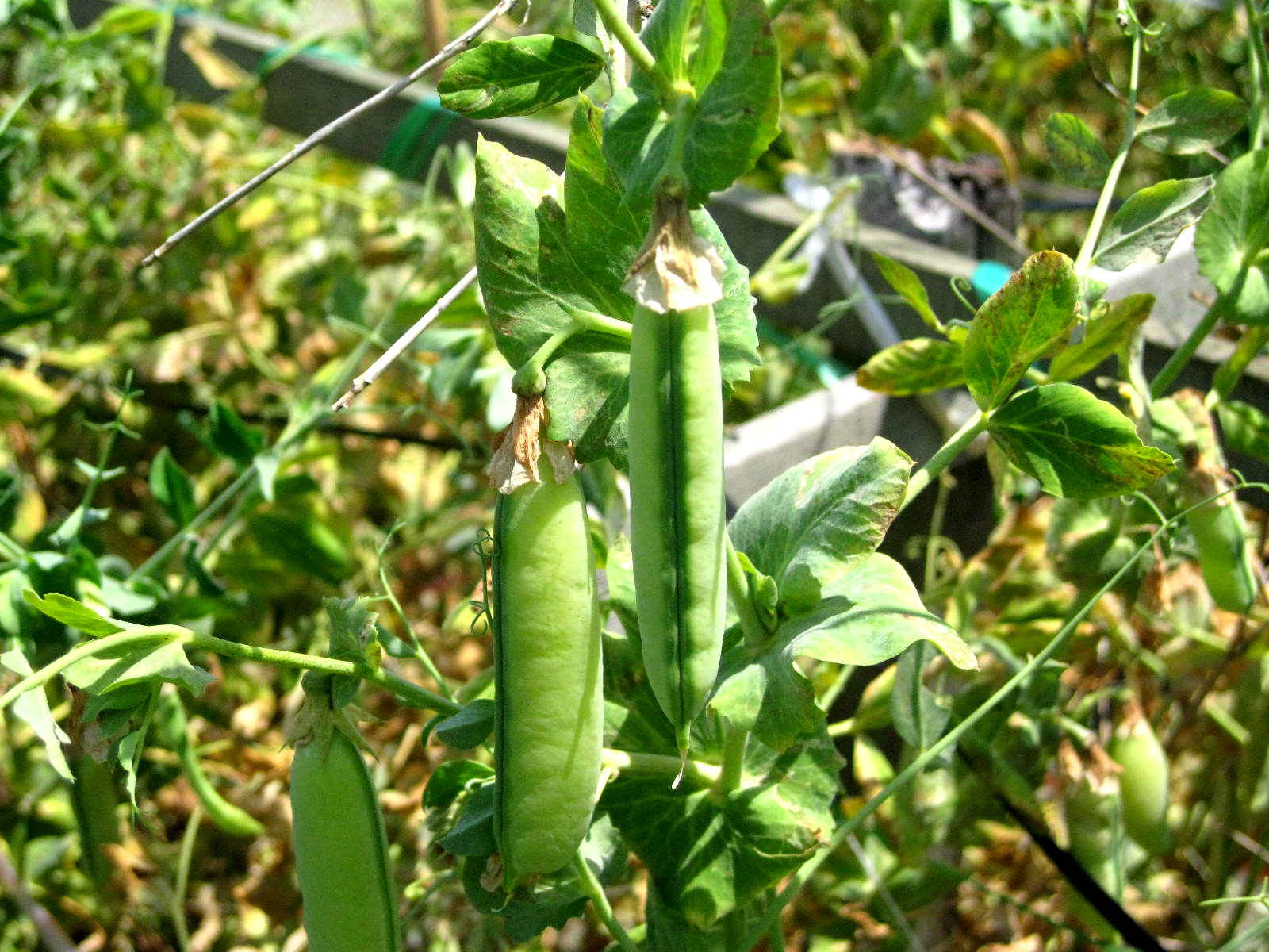 f0155614_15505063.jpg