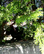 b0129041_1456228.jpg