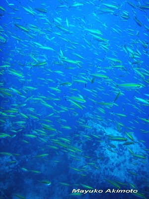 e0027447_1656321.jpg