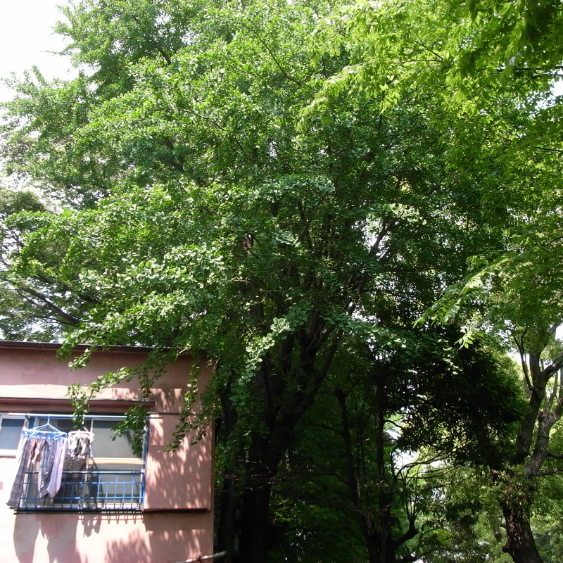 c0084666_2010018.jpg
