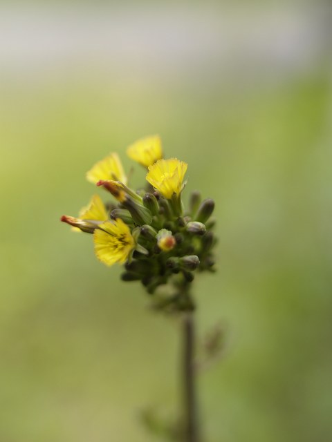 c0136092_124287.jpg