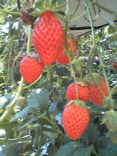 e0049598_926498.jpg