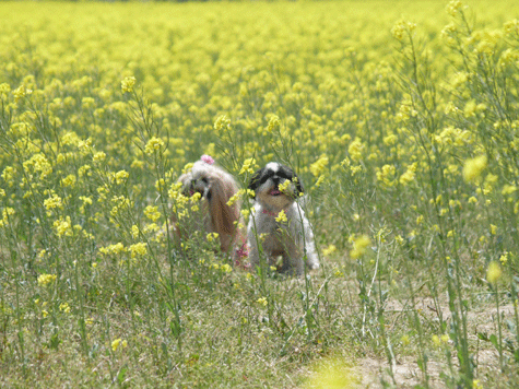 e0050801_053130.gif