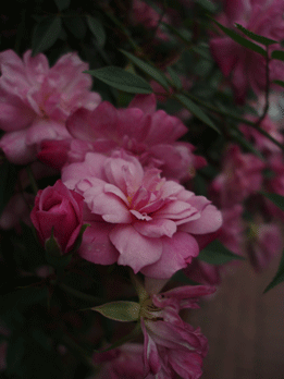 c0129702_2211195.gif