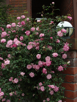 c0129702_2292541.gif