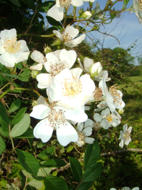 c0062603_2273090.jpg