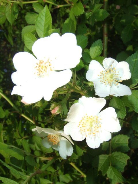 c0062603_227457.jpg