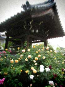 d0077603_1135279.jpg