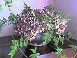 c0067206_11414292.jpg