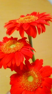 f0014209_100812.jpg