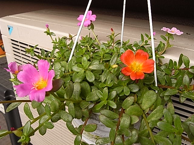 f0057324_1420892.jpg