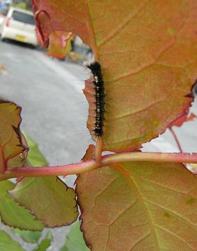e0137130_154157.jpg