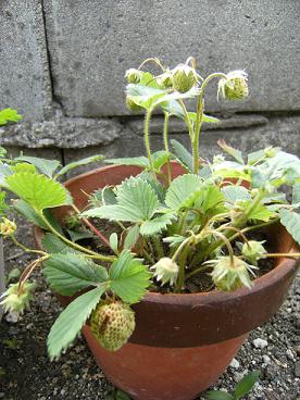 e0137130_1545274.jpg