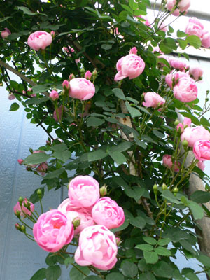 f0061334_21502367.jpg