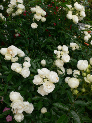 f0061334_21524479.jpg