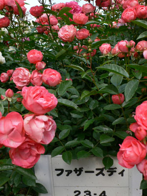 f0061334_21541517.jpg