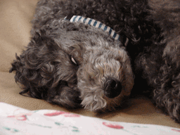 c0136736_1713382.gif