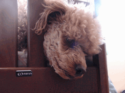 c0136736_1731324.gif