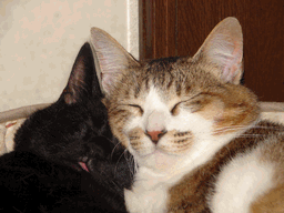 c0136736_1745740.gif