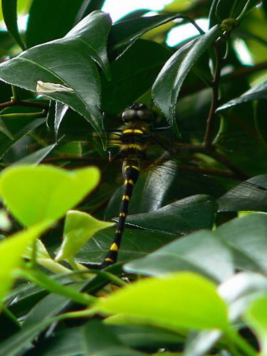 d0091754_0252162.jpg