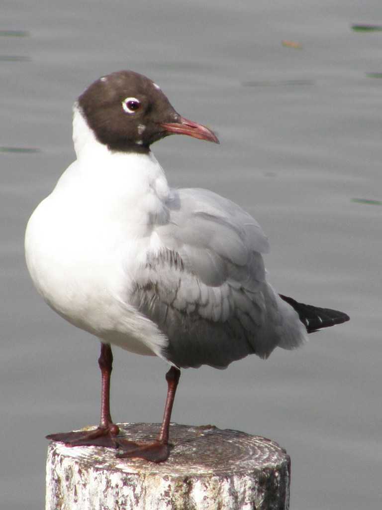 e0064158_2384423.jpg